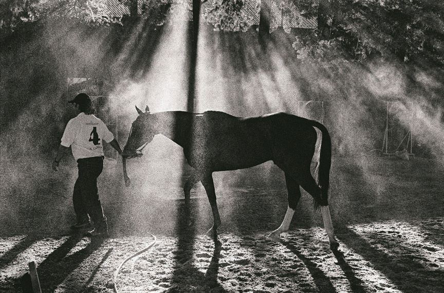 Aiken Cura, one of Adolfo Cambiaso’s most famous stallions PHOTO: BY ALINE COQUELLE
